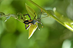 A ROYALTY FREE IMAGE OF: CRUSADER BUG (MICTIS PROFANA)