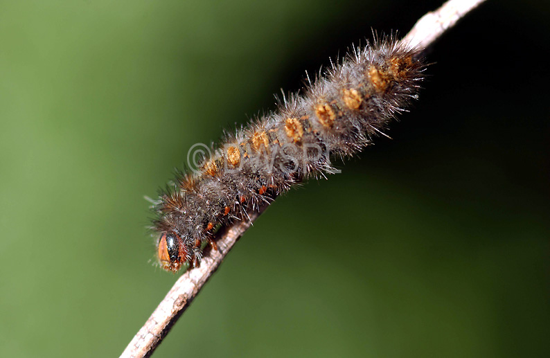 stock photo image: Insect, insects, australia, australian, larva, larvae, Arthropod, Arthropods, insecta, pest, pests, caterpillar, caterpillars.