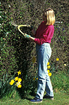 People gardening, garden, gardens, Gardening, prune, pruning, trim, trimming, clip, clippers, shears, garden shears, gardening shears, people, woman, women, hedge, hedges, hedging, female, females, woman gardening, women gardening, daffodil, daffodils, narcissus, garden tools, gardening tools, tools, outdoors, gardener, gardeners, Australia, Sport pictures, Sports, balloon images, hot air balloons