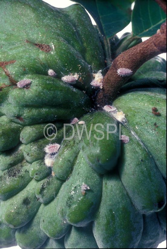 stock photo image: Insects, insect, plant pest, plant pests, pest, pests, mealy bug, mealy bugs, Hemiptera, hemipterous, mealybug, mealybugs, custard apple, custard apples, pseudococcidae, annonaceae, custard, cherimoya, cherimoyas.