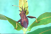 CRUSADER BUG (MICTIS PROFANA)