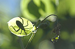 A ROYALTY FREE IMAGE OF: SILHOUETTE OF CRUSADER BUG (MICTIS PROFANA)