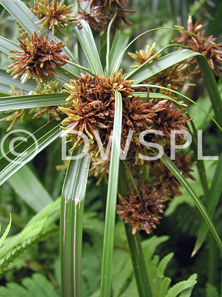 stock photo image: Cyperus, alternifolius, cyperus alternifolius, umbrella palm, umbrella palms, umbrella plant, umbrella plants, papyrus, umbrella papyrus, sedge, umbrella sedge.