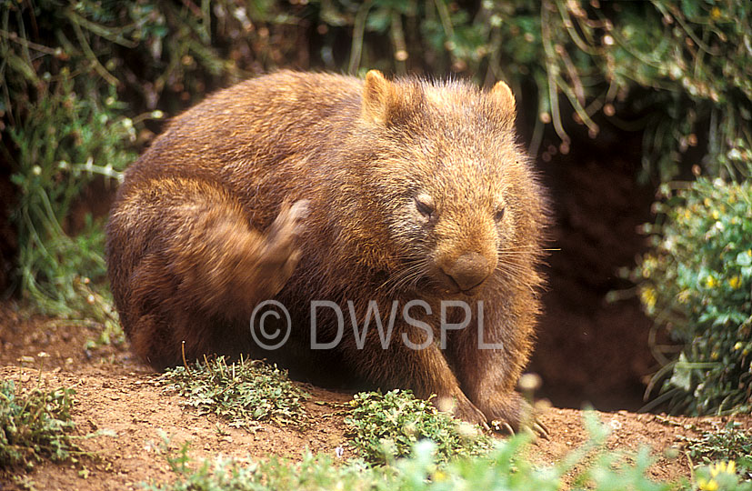 stock photo image: Animal, Animals, australian, Marsupial, Marsupials, Vombatidae, wombat, wombats, Australian animal, Australian animals, australian mammal, australian mammals, mammal, mammals, common, common wombat, common wombats, south-eastern, south eastern, south eastern wombat, south eastern wombats, south-eastern wombat, south-eastern wombats, vombatus, vombatidae, vombatus, ursinus, vombatus ursinus, vic, victoria, australia, scratch, scratches, scratching.