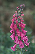 Flower, flowers, PINK, pink flower, pink flowers, Foxglove, foxgloves, digitalis, purpurea, digitalis purpurea, insect, insects, bee, bees.