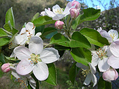 Malus, apple, apples, apple tree, apple trees, malus, fruit tree, fruit trees, flower, flowers, Flora, blair,