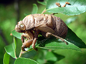 Insect, Insects, Arthropod, Arthropods, insecta, cicada, cicadas, black prince, black prince cicada, black prince cicadas, cicadidae, Blair,