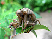 Insect, Insects, Arthropod, Arthropods, insecta, cicada, cicadas, black prince, black prince cicada, black prince cicadas, cicadidae, Blair,