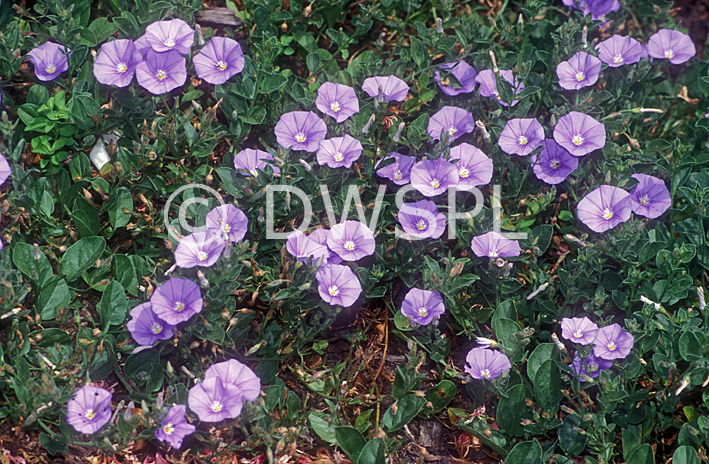 stock photo image: Flower, flowers, perennial, perennials, trailing, trailing plant, trailing plants, purple, purple flower, purple flowers, convolvulus, convolvulus sabiatus, vonvolvulus mauritanicus, morning glory, ground morning glory, ground cover, moroccan glory vine, moroccan gloryvine.