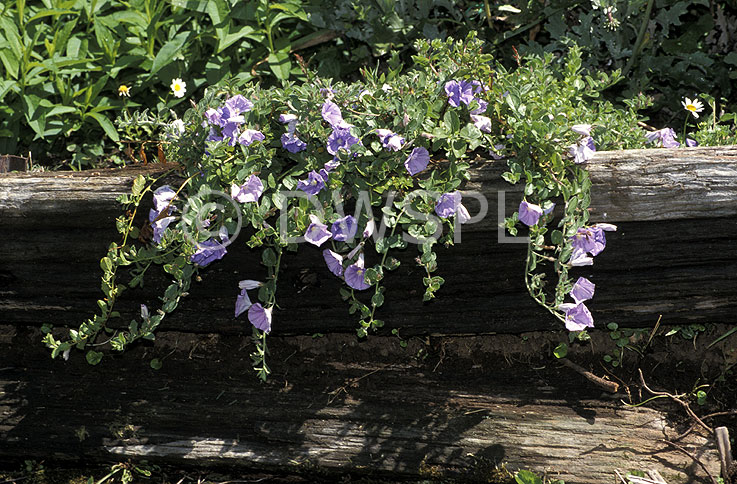 stock photo image: Flower, flowers, perennial, perennials, trailing, trailing plant, trailing plants, purple, purple flower, purple flowers, convolvulus, convolvulus sabiatus, vonvolvulus mauritanicus, morning glory, ground morning glory, ground cover, moroccan glory vine, moroccan gloryvine.