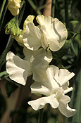 A ROYALTY FREE IMAGE OF: LATHYRUS ODORATUS (SWEET PEAS) 'DANCING QUEEN'