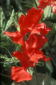 A ROYALTY FREE IMAGE OF: LATHYRUS ODORATUS (SWEET PEAS) 'MARTHA LANE FOX'