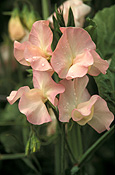 A ROYALTY FREE IMAGE OF: LATHYRUS ODORATUS (SWEET PEAS) 'APPLE BLOSSOM'