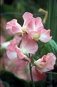 A ROYALTY FREE IMAGE OF: LATHYRUS ODORATUS (SWEET PEAS) 'VALERIE HARROD'