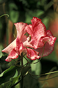 A ROYALTY FREE IMAGE OF: LATHYRUS ODORATUS (SWEET PEAS) 'KYLE THE CLOWN'