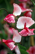 A ROYALTY FREE IMAGE OF: LATHYRUS ODORATUS (SWEET PEAS) 'RED RIPPLE'