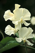 A ROYALTY FREE IMAGE OF: LATHYRUS ODORATUS (SWEET PEAS) 'CASTLE OF MEY'