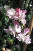 A ROYALTY FREE IMAGE OF: LATHYRUS ODORATUS (SWEET PEAS) 'TELL TALE'