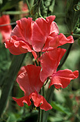 A ROYALTY FREE IMAGE OF: LATHYRUS (SWEET PEAS) 'CARA HEPWORTH'