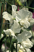 A ROYALTY FREE IMAGE OF: LATHYRUS (SWEET PEAS) 'VALENTINE'