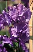 A ROYALTY FREE IMAGE OF: LATHYRUS ODORATUS (SWEET PEAS) 'OXFORD BLUE'