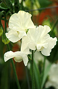 A ROYALTY FREE IMAGE OF: LATHYRUS ODORATUS (SWEET PEAS) 'DANCING QUEEN'