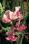 A ROYALTY FREE IMAGE OF: LATHYRUS (SWEET PEAS) 'DARCY BUSSEL'