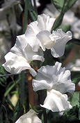 A ROYALTY FREE IMAGE OF: LATHYRUS ODORATUS (SWEET PEAS) 'WEDDING DAY'