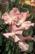 A ROYALTY FREE IMAGE OF: LATHYRUS (SWEET PEAS) 'EILEEN BRINTON'