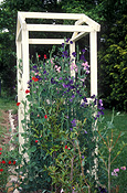 A ROYALTY FREE IMAGE OF: LATHYRUS ODORATUS (SWEET PEAS) GROWING BESIDE WHITE GARDEN STRUCTURE