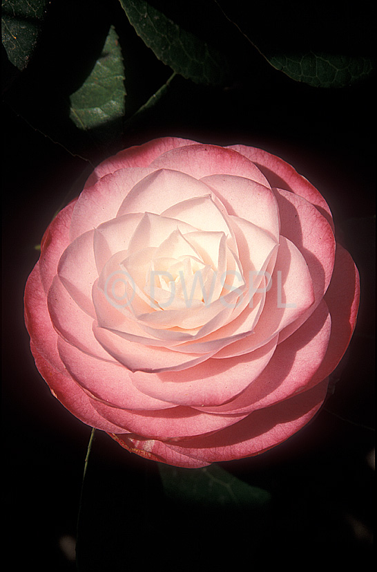 stock photo image: Flower, flowers, camellia, camellias, japonica, camellia japonica, pink, pink flower, pink flowers, desire.