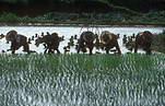 Asia, agriculture, rice, rice growing, rice harvesting, rice paddy, rice paddies, rice field, rice fields, paddy, paddies, China, Ping Xiang, Ping Xiang county.