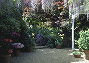 Garden, gardens, courtyard, courtyards, gravel, wisteria, pot, pots, potted, garden pot, garden pots, outdoor pot, outdoor pots, Quadrille.