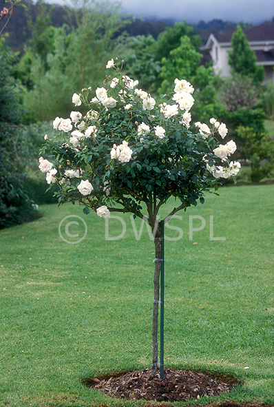 iceberg rose standard