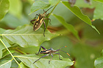 A ROYALTY FREE IMAGE OF: CRUSADER BUGS (MICTIS PROFANA)