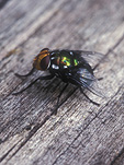 Insect, insects, Arthropod, Arthropods, insecta, fly, flies, bush fly, bush flies, diptera.