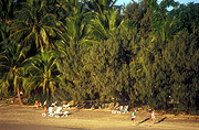 Australia, Queensland, Qld, Long, Island, islands, Long Island, Beach, Beaches, coast, coasts, coastal, coastline, coastlines, seashore, seashores, shoreline, shorelines, tree, trees, palm, palm tree, palm trees.