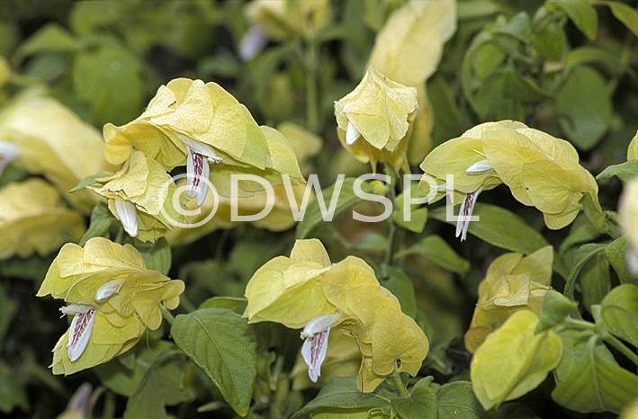 stock photo image: Flower, flowers, prawn plant, prawn plants, justicia, brandegeana, justicia brandegeana, Beloperone, beloperones, drejerella, yellow, yellow flower, yellow flowers, guttata, beloperone guttata, green, green flower, green flowers.