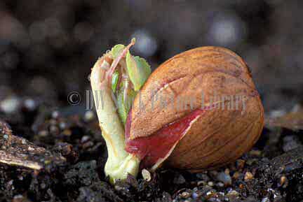 stock photo image: Food, Nut, Nuts, almond, almonds, prunus, prunus dulcis, Prunus amygdalus, deciduous, seedling, seedlings, germinate, germinating, germination.