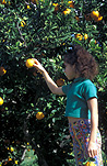 People, child, children, girl, girls, female, females, orange, oranges, orange tree, orange trees, tree, trees, citrus, citrus fruit, citrus tree, citrus trees, garden, gardens, outdoors, leisure, citrus, citrus tree, citrus trees, Australia, Sport pictures, Sports, balloon images, hot air balloons