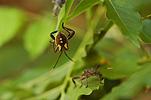 A ROYALTY FREE IMAGE OF: CRUSADER BUGS (MICTIS PROFANA)