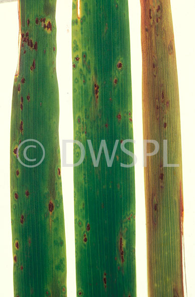 stock photo image: Disease, diseases, plant disease, plant diseases, iris, irises, puccinia, iridis, puccinia iridis, fungus, fungi, rust.