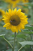 Sunflowers, Photos of Sunflowers, Flowers growing, Helianthus annuus, Yellow flowers, Garden flowers, Floral images, Flower pictures, Nature.