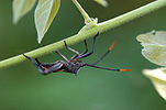 A ROYALTY FREE IMAGE OF: CRUSADER BUG (MICTIS PROFANA)ALSO KNOWN AS HOLY CROSS BUG (SQUASH BUGS, HEMIPTERA, COREIDAE)