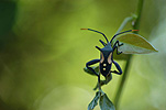 A ROYALTY FREE IMAGE OF: CRUSADER BUG (MICTIS PROFANA)ALSO KNOWN AS HOLY CROSS BUG (SQUASH BUGS, HEMIPTERA, COREIDAE)