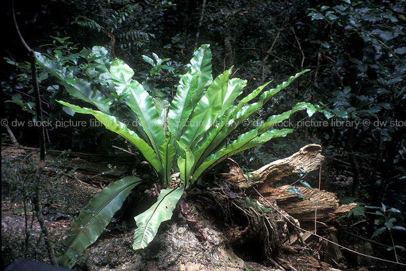 CROWS NEST FERN, MINNAMURRA RAINFOREST, NSW, AUSTRALIA