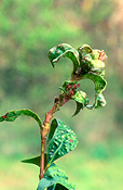 Disease, Diseases, plant disease, curl, Leaf curl, leaf-curl, leafcurl.