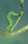 Insect, Insects, lepidoptera, noctuidae, insect, insects, Arthropod, Arthropods, insecta, caterpillar, caterpillars, pests, plant pests, gree, green looper, green loopers, false, false looper, false loopers, looper, loopers, looper caterpillar, looper caterpillars.