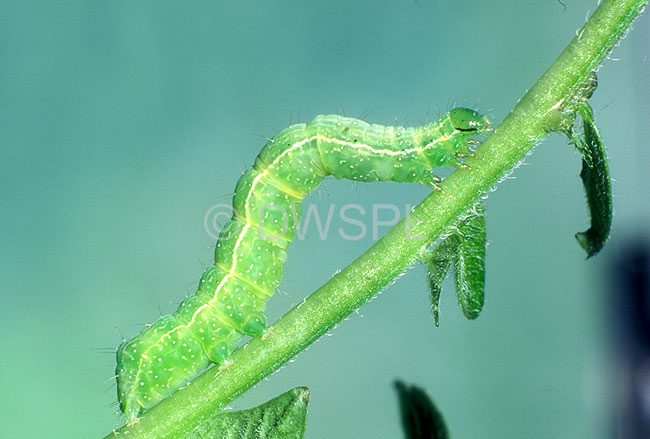 stock photo image: Lepidoptera, noctuidae, insect, insects, Arthropod, Arthropods, insecta, caterpillar, caterpillars, pests, plant pests, looper, loopers, looper caterpillar, looper caterpillars.