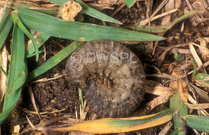 stock photo image: Insect, Insects, lepidoptera, australia, pest, pests, plant pest, plant pests, cutworm, Cutworms, cutworm caterpillar, cutworm caterpillars, larvae, caterpillar, caterpillars, moth, moths, noctuidae, durban, dactyloctenium, australe, dactyloctenium australe, durban grass, lawn, lawns.